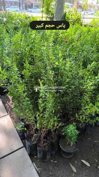 نبات الياس متوفر داخل المشتل 
يتوفر بحجمين 
ب1,500
ب2,000

📍 زورونا في موقعنا:
مشتل الأوسكار – حي الحنانة – شارع نجف _ كوفة
(مقابل غرفة تجارة النجف و فريندز كافيه ومطعم شريف– مجاور متنزه الحنانة العائلي)

🕗 أوقات الدوام:
من 8:30 صباحاً إلى 8:00 مساءً

📞 للطلب والاستفسار:
*********** – ***********
(اتصال / واتساب / مراسلة عبر فيسبوك)
 متوفر دفع  زين  كاش ومتوفر ماستر  

🚗 يتوفر توصيل داخل النجف
موجودين في تطبيق توترز لبعض المواد الزراعية 

أهلاً وسهلاً بكم دائماً في مشتل الأوسكار 🌹🌹🌹
