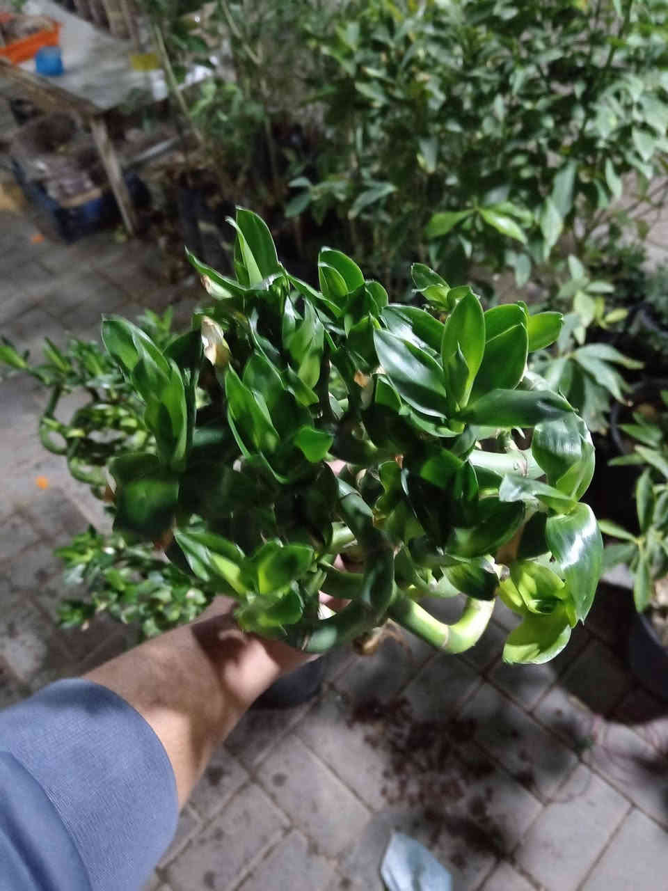 يكولون أبوبكر المشهداني طافي بعد ماعندة زرع 🤔

#عرض_خاص_وكمية_خير_من_الله 

عصاة موسى قياس 80 خضار فول الفول وانتاج جديد اليوم طالعة من البيت الزجاجي 😍

سعر كل ٣ قطع بـ 5.000 الاف فقط 

العنوان القائم حصيبة شارع الحشاشات او سوق الخضرة 
*********** مشتل ابوبكر
