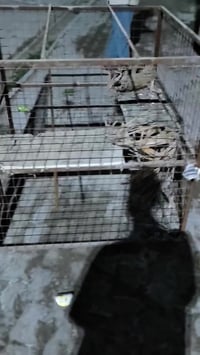 قفص • للبيع • العصافير