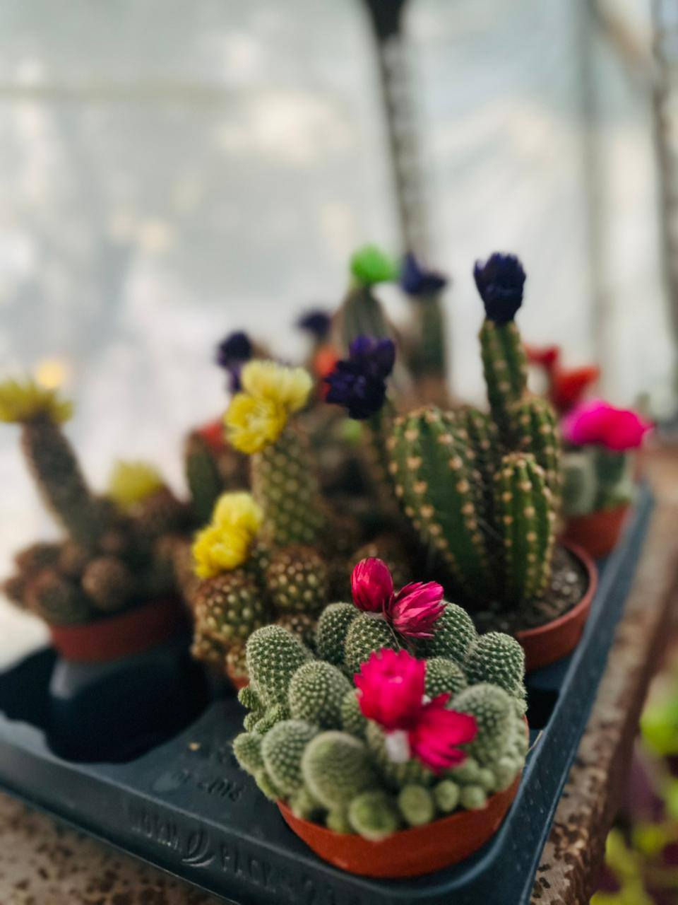 ﷼ اللهم  صلي على محمد وآل محمد
🪴 
عروضنه اليوم داخل مشتل النورين 🎋🪴🎍
🌴🍂
توفر كافة أنواع الحمضيات 🌿🍋🍊🍇
🍇🪴
وكذالك أنواع الورود الداخليه والخارجيه
🎋💐
ورد الجهنمي المتسلق  والشجري بئلوان مختلفه 🌹🌸💐
🌴🌿☘️🍂
 عنوانه #شارع_الغطاس_خلف_المجمع_السوري 🤍

 
 يتوفر توصيل داخل صويرة فقط 🚖🚘
 لطلب والاستفسار 
 ***********📞
***********📞
