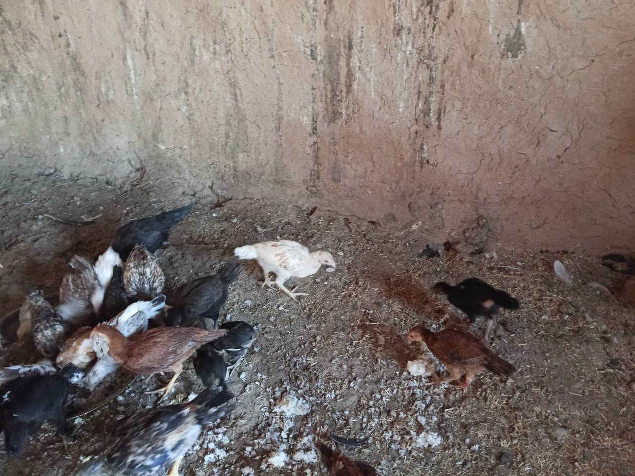 السلام عليكم ورحمة الله
اخوان صواصي للبيع اكو من الف الى 4 الف اسعارهم كل شي وسعره والرزق ع الله ***********

