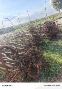 مشمش السليمانية • شتلة ٣متر • قرية الذيبانية