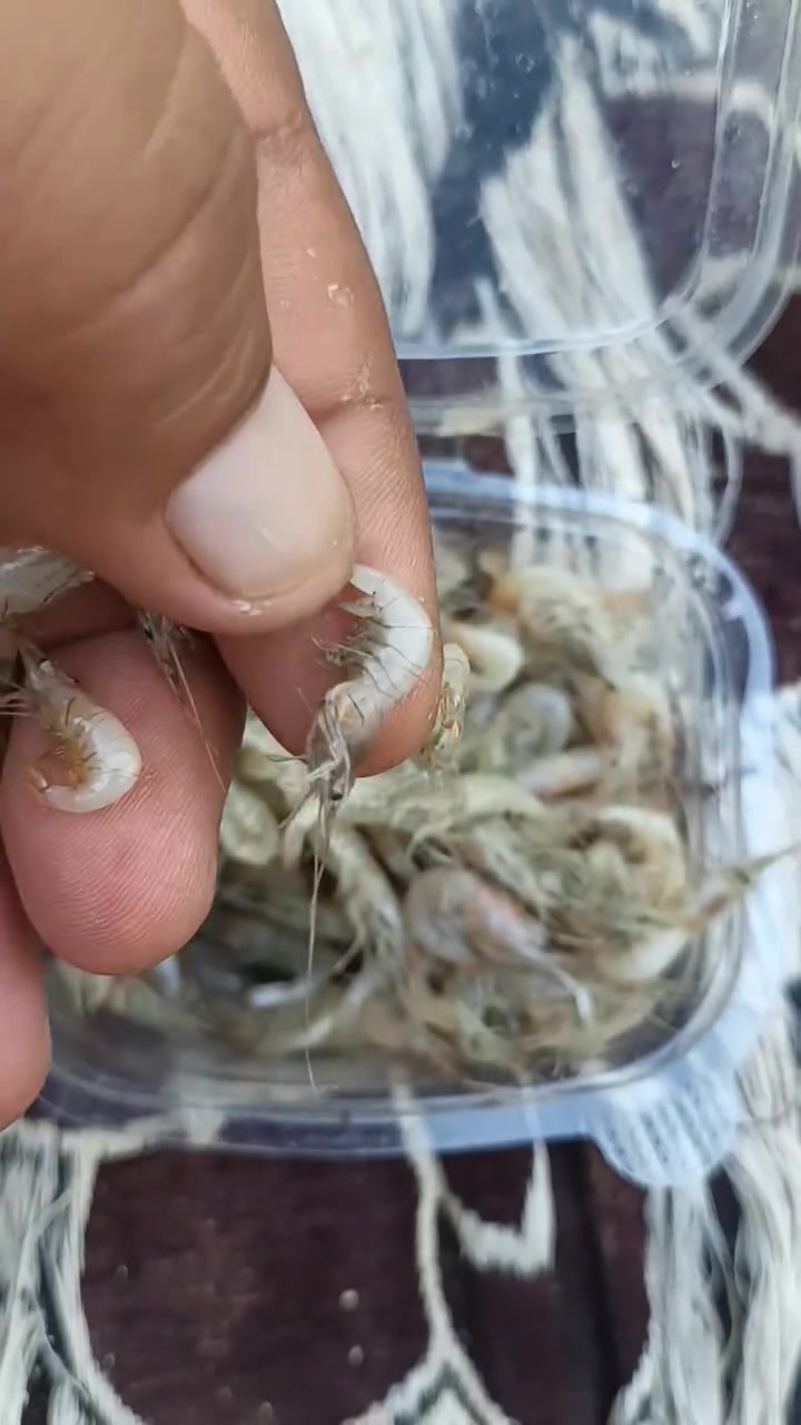 يوجد روبيان نهري الطول كطف جكاره العلبه 3000الاف دينار الي يريد يتصل *********** الحمزه الغربي
