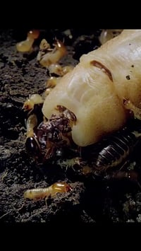 مكافحه حشرات الارضه • جهاز T3I • المحمودية/الدورة