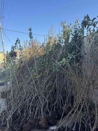 مشتل نور الهدى • أشجار نفضيات • صعدة الحي العسكري