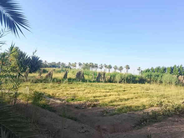 السلام عليكم
للبيع....
بستان +بيت
 المساحة 3260 مربع 
مساحه البيت ٣٥٠ م
زراعي بناء مرتب حديث بلوك
طابق واحد يتكون من ٥ غرف صحيات داخليه وخارجيه
نخل مثمر عدد ٣٠ نخله حديقه اماميه للبيت
عقد ١١٧ بستنه بي معامله تطويب ماشيه
على نهر دجله يبعد عنه ١٠٠ متر
ويبعد عن شارع التبليط ١٠٠ متر
يمه مدرسه ومسوصف وخدمات كامله
دواخل البيت جدآ نضيف وجديد
واليحب يتفضل ادزله فديو للبيت

المكان النعمانيه الكراده
السعر ٧٥
موقع ممتاز
للأستفسار***********
***********
