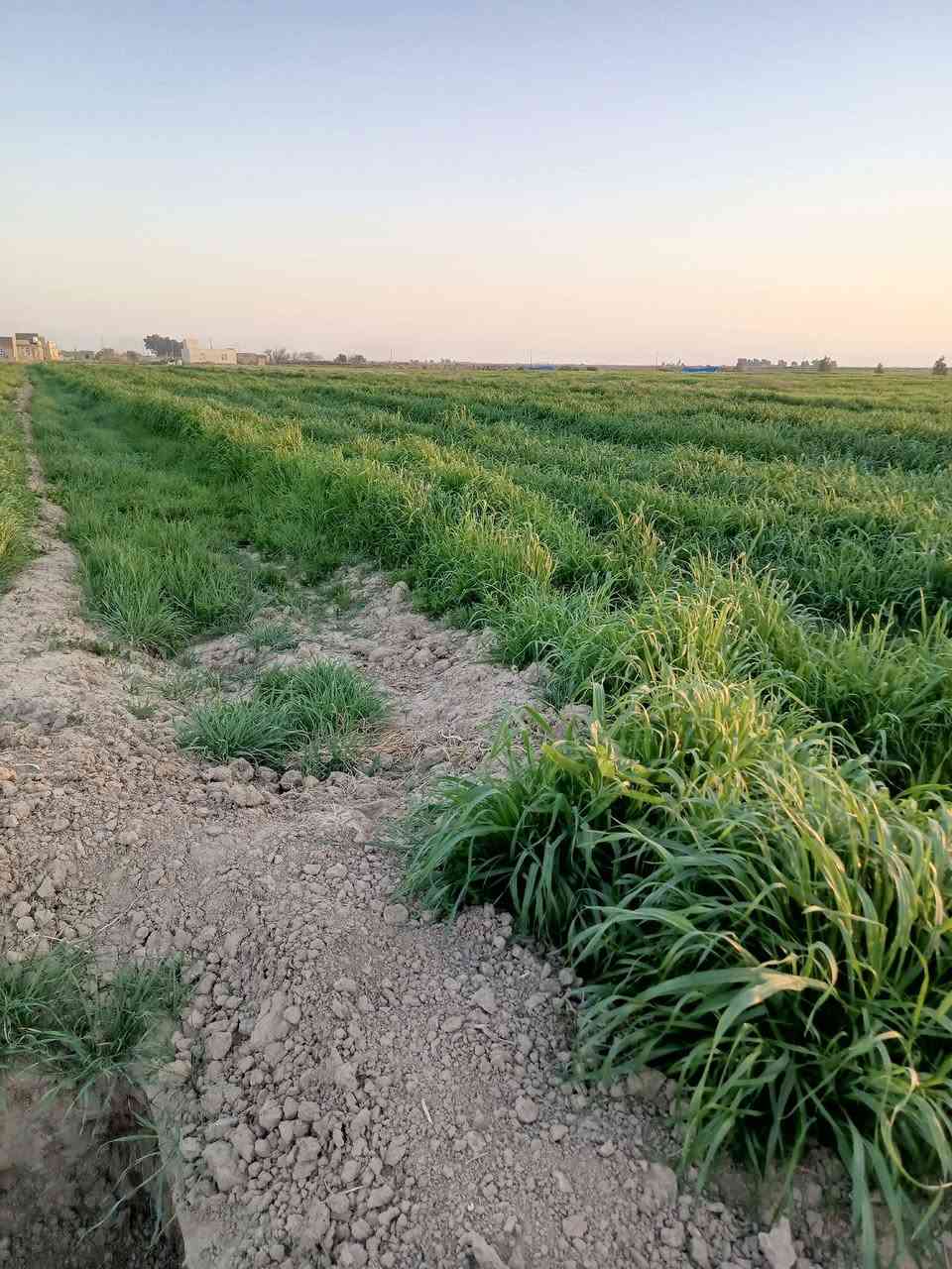 سلام عليكم حشيش 3دوانم حش المكان الناصريه قلعه سكر تصل ع رقم ‏‪***********‬‏
