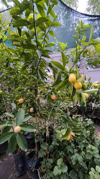 مشتل النورين • حمضيات • ورد الجهنمي