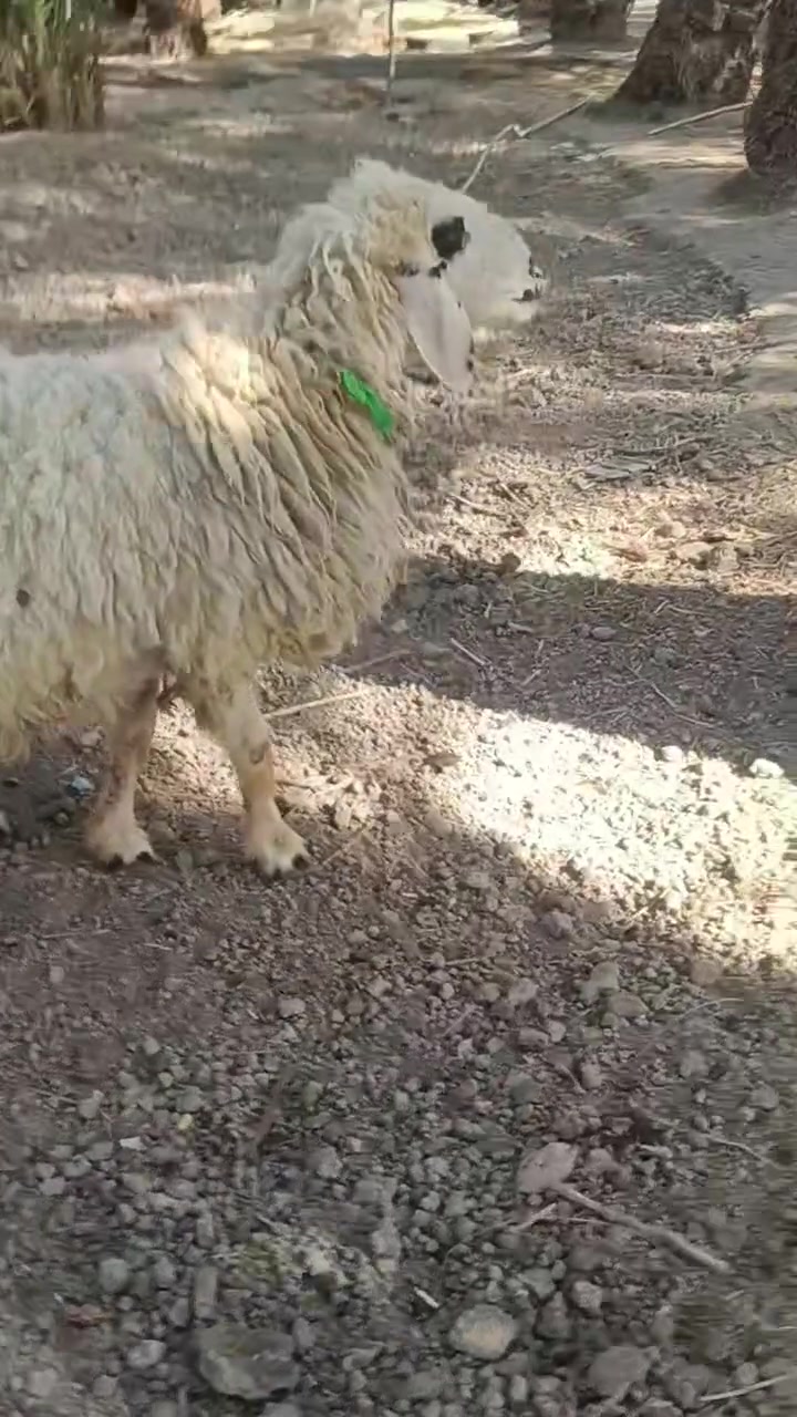 مطفيل البيع... بصره قضاء المدينه..***********
