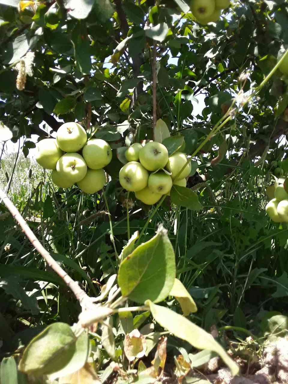 بسم الله الرحمن الرحيم
مشتل الحاج أبو أمجد 
لبيع كافه انواع الشتلات النفضيه 
    العنوان
بغداد/المحموديه /منطقه شيشبار 
هـ/***********/
***********
***********
1/مشمش هرفي خشن ارتفاع( ٣م )السعر ٢٥٠٠ 
٢/مشمش حجي فاضل خشن ارتفاع (٣م) السعر ٢٥٠٠
٣/مشمش تركي أبو زنجيل خشن ارتفاع(٣م) السعر ٢٥٠٠
٤/آلو دموي ارتفاع(٣م) السعر ٢٥٠٠
٥/آلو رقم ١ ارتفاع (٣م) السعر ٢٥٠٠
٦ /تفاح عجمي ارتفاع(٢م) السعر ٣٥٠٠
٧/تفاح ابراهيمي خشن السعر ٣٠٠٠
٨/عرموط صيفي ارتفاع (٣م) السعر ٢٥٠٠
٩ /خوخ خشن السعر ٢٥٠٠

*ملاحظه/لأسعار بدون تغليف يضاف لها ٥٠٠ دينار أجور تغليف مع وجود خدمه توصيل *
