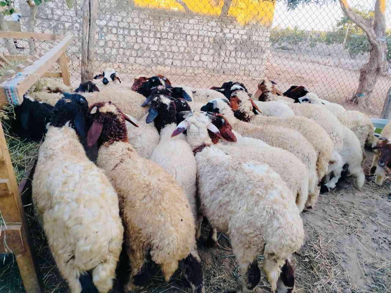 { مملكه ابو فرج للاغنام البرقي} 
بسم الله ما شاء الله..
🐏 متاح للبيع عدد 37 رأس ذكور برقي حر ✅ فيهم 7 نُوتي 📌 الأعمار: 4 إلى 5 شهور 🌾 تربية ممتازة وجاهزة للتسمين.
💰 السعر مميز جدًا ومنافس للمربين والتجار.
📍العنوان: الإسكندرية – العامرية – كينج مريوط
📞 للتواصل والاستفسار: 
( عمده ابو فرج العزومي ) 
01108356125 
           01205209440
 
مملكه ابو فرج للاغنام البرقي 
خبرة وجودة في تربية الأغنام البرقي.


**إذا كنت صاحب هذا الإعلان وتريد حذفه لأي سبب، رجاءا أرسل رسالة إلى الدعم الفني**
