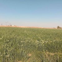 ١٢ دونم • ٤ بيوت • مياه شتاء وصيف