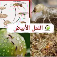 تخلص من حشره الارضه بشكل نهائي في منزلك، 🏛️  مكافحه جميع الحشرات وحشره...