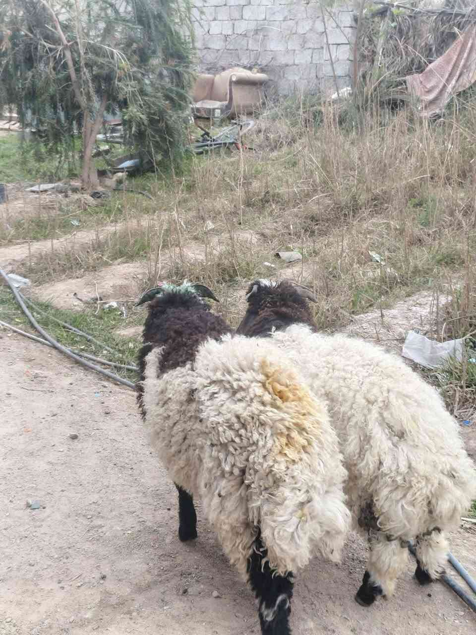 سلام عليكم ورحمة الله غنم خير  من الله الزوج ب  750وبيهن مجال  رقمي  *********** مكاني بغداد الانتصار
