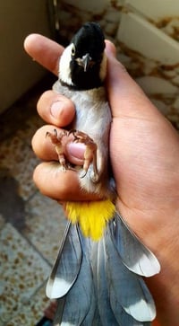 بلبل • نثية • مفرخه