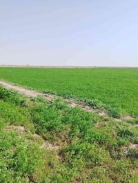 برسيم • واسط الدبوني