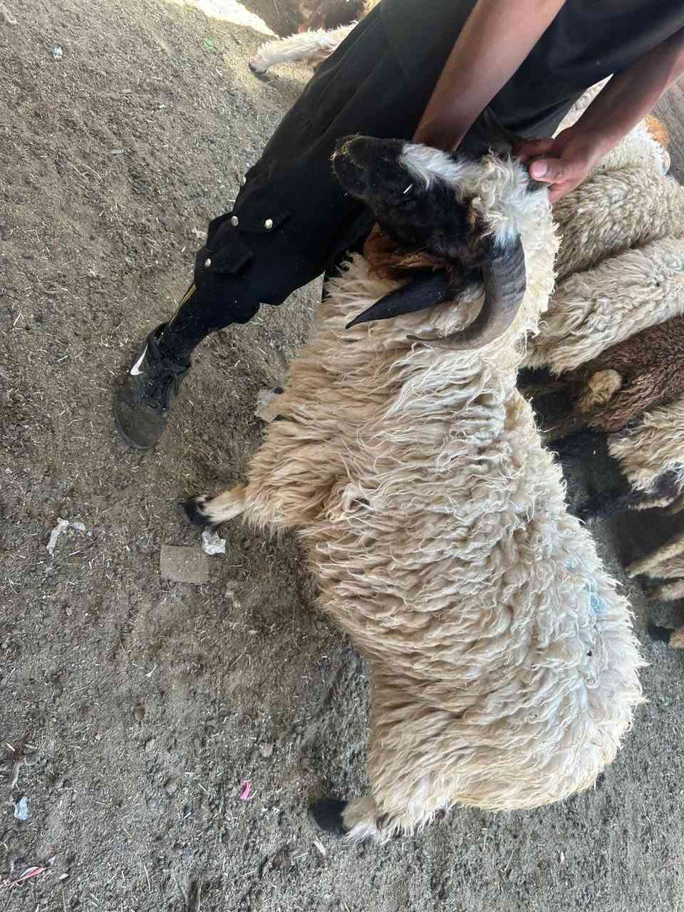 يالله سلام عليكم تعلن قصابة علي القصاب عن تخفيضات الحوم العراقي تريد لحم عجل بعضم 14الف تريد طلي لكيلو 18 فول لحم والله العظيم ذا مو عجل 150كيلو مرجوع ابو لقيمه أله اخلي لحم يستوي قبل لحمص شرط ذا مو قبله مرجوع  تريد عجل ينذبح باب بيتك تريد تشتري عجل عدل هم عندي بعد شنو تردونه عندي وكل لسعار بيه مجال بعد لحد يغشك ويجي يكلك اذبحلك 12و11كفيلك العباس كلشي موجود بل سوك المستورد ترس سوك تاخذ لحم ذا ما كلولك عاشت ايدك هم مرجوع مكاني بغداد بوبشام بنص سوك ***********
