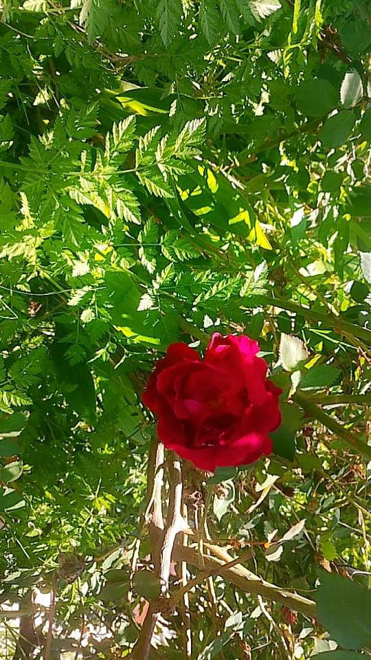 سلام عليكم 
يوجد لدينا انواع الورود والحمضيات 
ونعناع 
يوجد كادر لتنضيف وتجديد الحدائق المتروكه 
الاستفسار مراسله الصفحه


**إذا كنت صاحب هذا الإعلان وتريد حذفه لأي سبب، رجاءا أرسل رسالة إلى الدعم الفني**