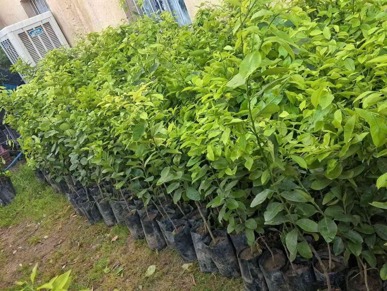 متوفر انواع الحمضيات ولنفضيات وبنسب السعار ***********
