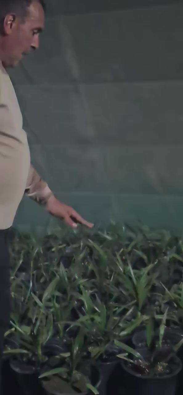 قنبلة الموسم
بداية الموسم
برحي 
برحي

١١٥ الف فقط 
جاهز للغرس باالارض
للحجز 
***********
***********
بابل كيش السريع الدولي
