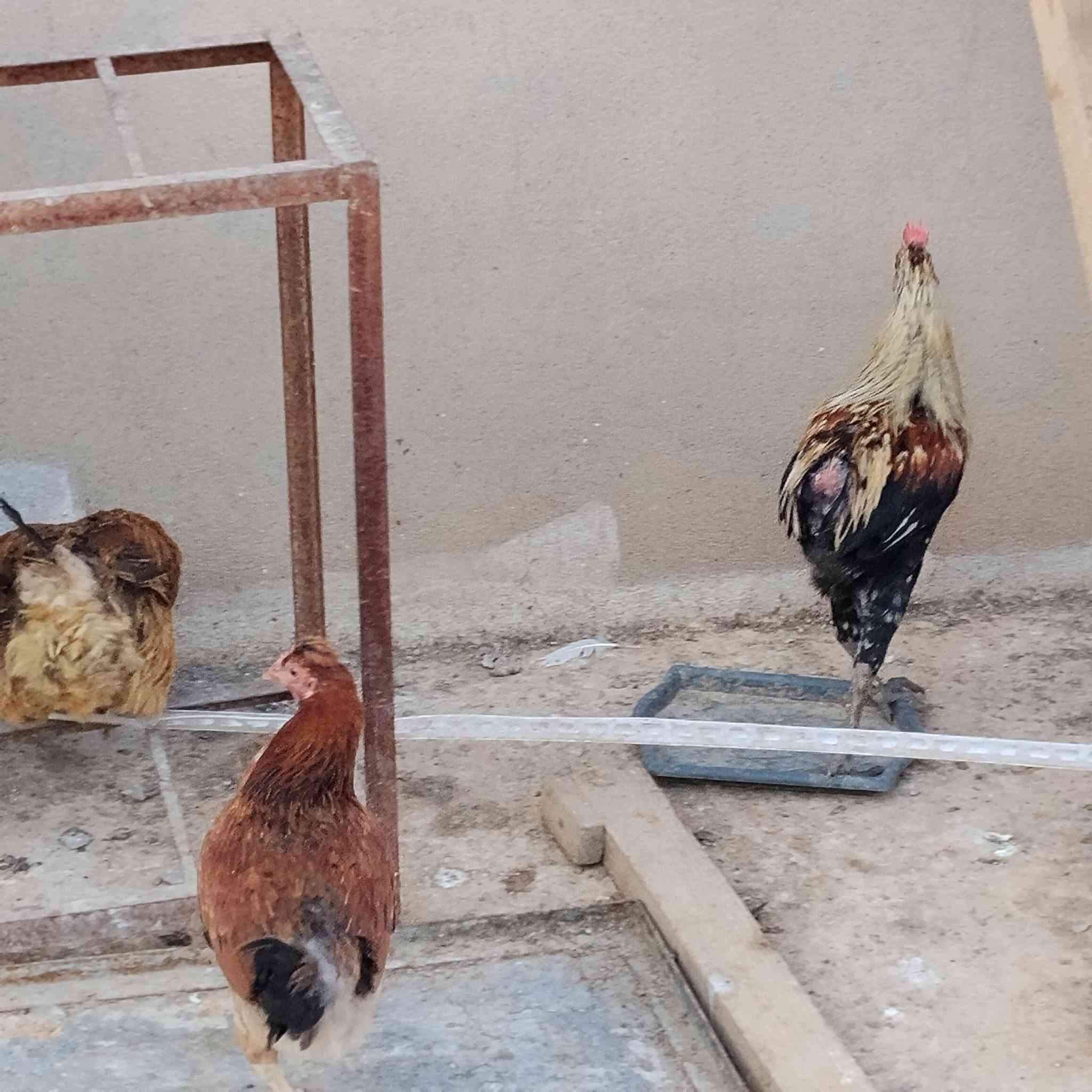 بار وباروكن بو فروشتن شوينم لة كةلارة


**إذا كنت صاحب هذا الإعلان وتريد حذفه لأي سبب، رجاءا أرسل رسالة إلى الدعم الفني**