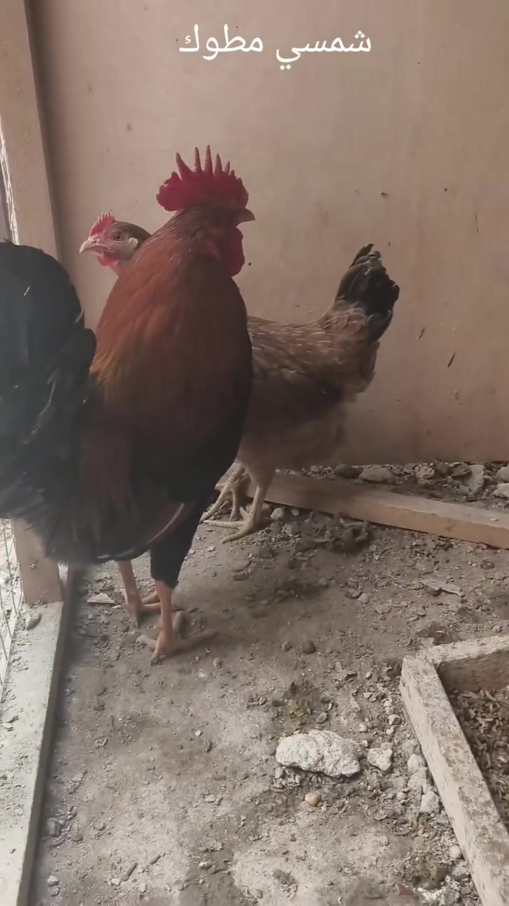 السلام عليكم
متاح سيت كويتي شمسي مطوك 
شرط البيض شباب الي مايعرف بسعرهن لايراسل ولايتصل 
الحلال منتج وخير من الله 
السعر ١٦٠ الف الي يريدهن يتصل وبي خير ويدلل 
العدد ٤ دجاجات وديج 
***********
