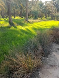 طابو زراعي • ٥ دوانم • بستان ٢١٠ نخيل