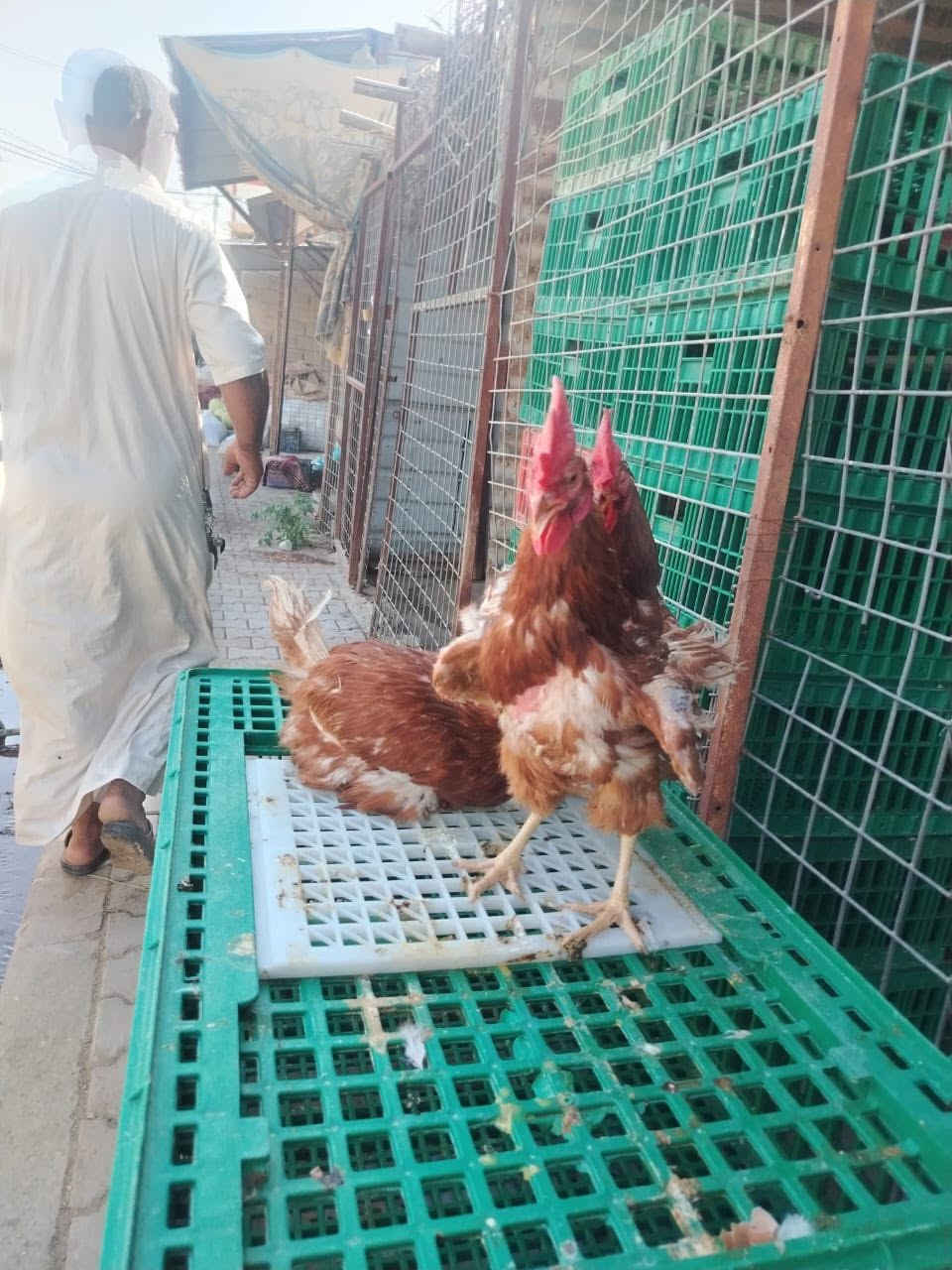 يوجد دجاج احمر بياض الوزن من ٢ كيلو الى٥'٢ السعر 4000 الدجاجه
العنوان العلم ساحه الرگي. 
رقم الهاتف ***********

