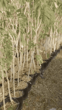 للبيع البيزيا خشنه حجم من 150 إلى 4 متر سندان من 26 و 19 ويوجد جهنمي خ...