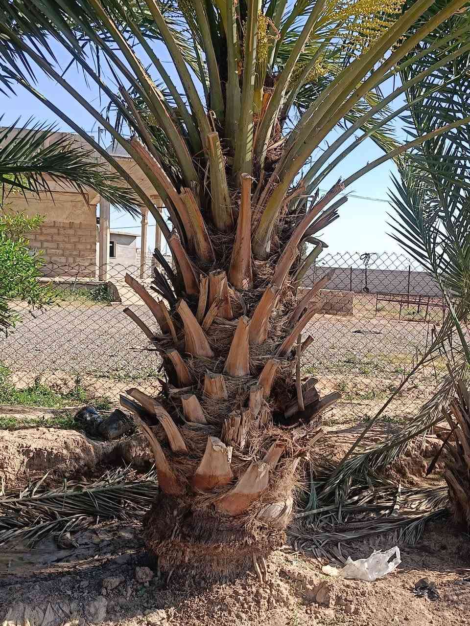 السلام عليكم ورحمة الله وبركاته...
عمل اليوم بتاريخ 2026/5/18 الأثنين
يم الأخ احمد الجبارة ابو علاوي 
تكريب وتنظيف النخيل + قلع الفسائل بطريقة احترافية + زراعة الفسائل بطريقة ممتازة وناجحة جداً الشغل هو يقيم نفسو
للاتصال..نواف ***********
