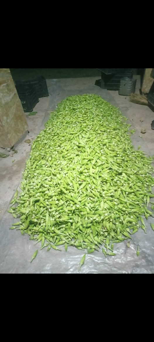 باميا سلطانة 
الصنف الاقوى والافضل لكل مزارع
بذور باميا سلطانه للبيع 
انتاج مضاعف
ارغب باميا بالسوق
تتحمل الامراض
اربعين يوم تنتج 
الى الشهر 12انتاجها
بذور على ايدي مو تجاره اتكفل بيها اصليه بنت القوطيه
سعر الكيلو 40 الف
***********
