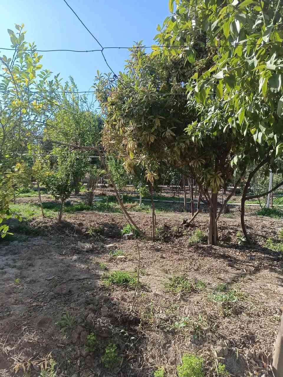 مرحباً بكم في مزرعة المحبة!
يسرّنا استقبال العوائل والشباب من جميع محافظات العراق، في قلب مدينة بلد الحبيبة، والتي تبعد فقط 70 كيلومتراً عن العاصمة بغداد، وتُعدّ متنفساً طبيعياً بهوائها العليل وطبيعتها الساحرة 🌿☀️.

نظام الحجز:

شفت صباحي: من 10 صباحاً إلى 5 عصراً 🌞

شفت مسائي: من 8 مساءً إلى 8 صباحاً 🌙✨

مزايا المزرعة:

مساحة 2500 متر مربع، مزروعة منذ أكثر من 15 سنة 🌳

قمرية عنب بطول 100 متر وعرض 5 أمتار 🍇

كراج يتسع لـ 10 سيارات 🚗

مسبح كبير للكبار (يتم تبديل مياهه بعد كل شفت) 🏊‍♂️

مسبح صغير للأطفال 🛝 ‏‏⁨‪***********
