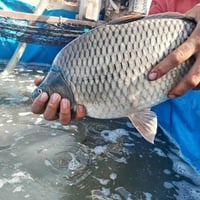 يتوفر لدينا غدأ ان شاءالله سمك عراقي من (بحيراتنا) من وزن 2 كيلو لحد و...