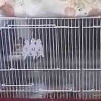 قفصين جديد • كركوك • واتساب