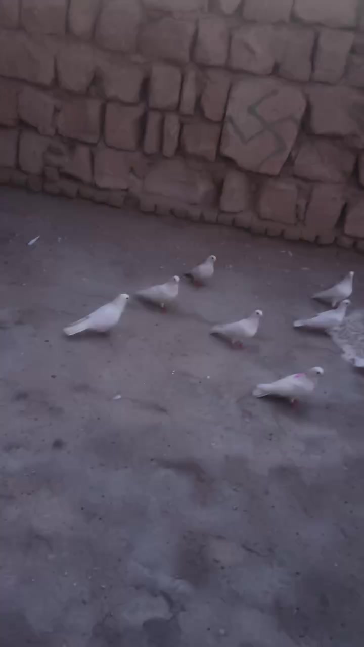 العرافيل الزوج ب 8قفل قفل قفل
اخون العرافيل اغلبهن نسل  

ول جكيات شلع عدد 3  (25) 

 قفل قفل قفل غير هاذ سعر مابيع اخون رجاء

مكاني نجف حي العسكري مدارس يم الادله جنائيه  

*********** اتصال واتساب
