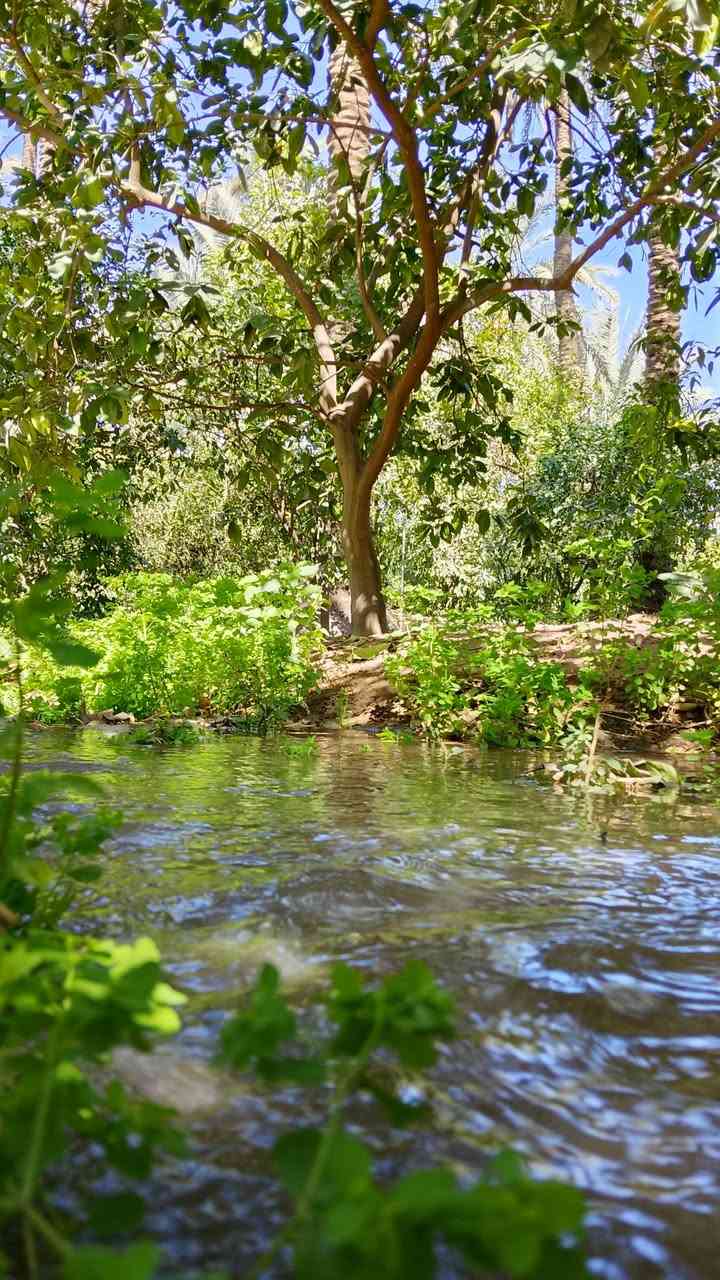 للبيع بستان زراعي مساحة 4 دونم يحتوي على كافة النخيل واشجار حمضيات مكان الصويرة منطقه جوميسه الغربيه 
للاستفسار اتصال ***********
