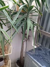 يوكا • حجم كبير • توصيل الموصل