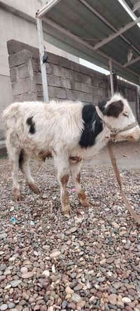 كلب فرنسي • نضيف • شرقاط قريه