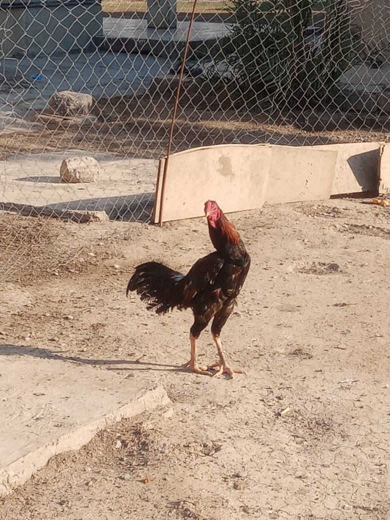 ديج هرتي للبيع ***********
