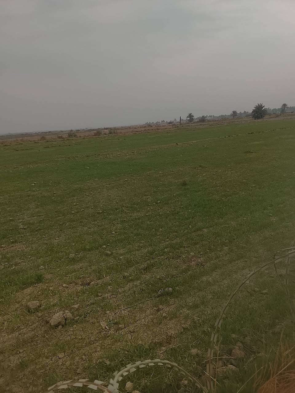 ارض زراعيه للبيع مساحه 4دونم طابو زراعي مباشره  تحويل تبعد عن الشارع العام حله ديوانيه ٤كليو منطقه الجذع للاتصال أو الاستفسار ***********
