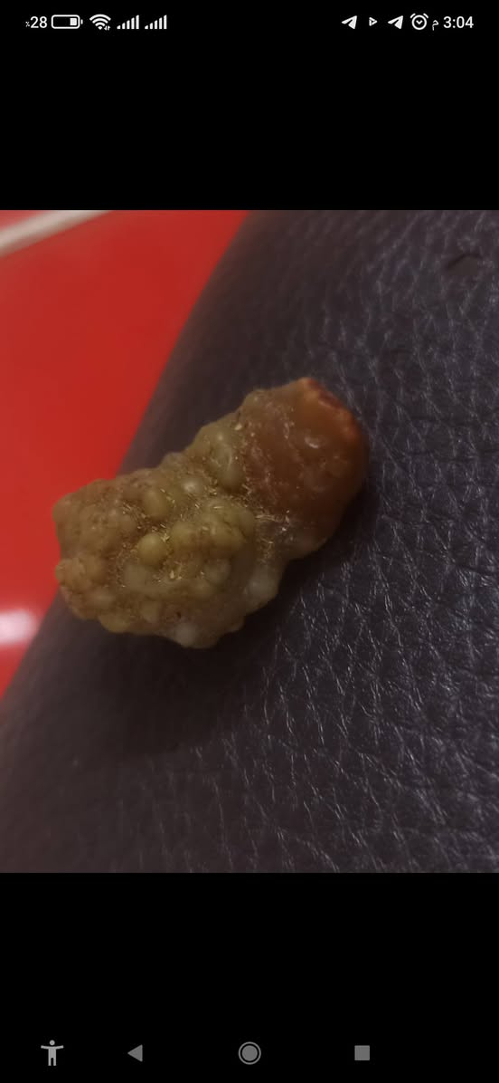 احجار زوعه الحيه فحل ونثيه شرط شغالات
السعر 300


**إذا كنت صاحب هذا الإعلان وتريد حذفه لأي سبب، رجاءا أرسل رسالة إلى الدعم الفني**
