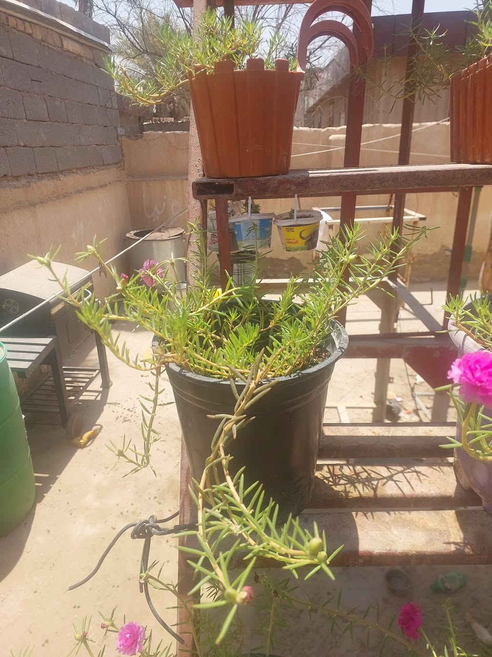 ورد الصباح للبيع السعر خاص


**إذا كنت صاحب هذا الإعلان وتريد حذفه لأي سبب، رجاءا أرسل رسالة إلى الدعم الفني**