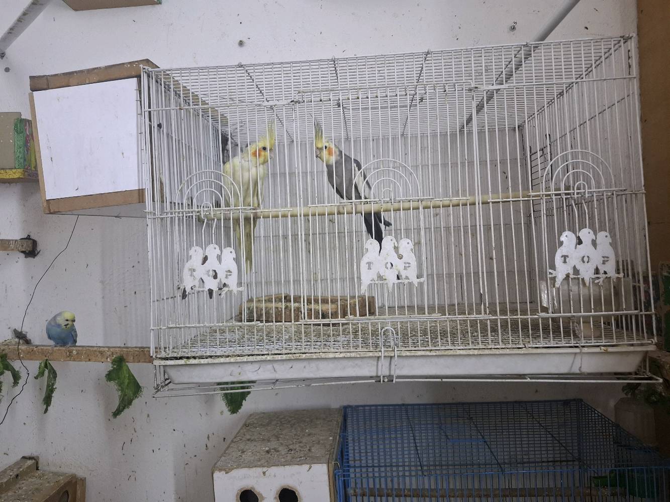 كوكتيل عدد٤ 
٢ نثيه 
و ٢ فحل
 
تبزير عراقي مضمونات 
مع الاقفاص
بغداد الشماعية _ حي الرحمة