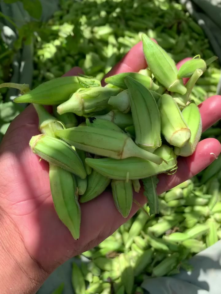 السلام عليكم
متوفر بذور باميه درجه اولى متعهد بيها 
للحجز والاستفسار المراسله خاص او الاتصال ع الرقم *********** 
مكاني واسط - العزيزيه
