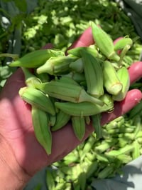 بذور باميه • درجة اولى • العزيزيه واسط