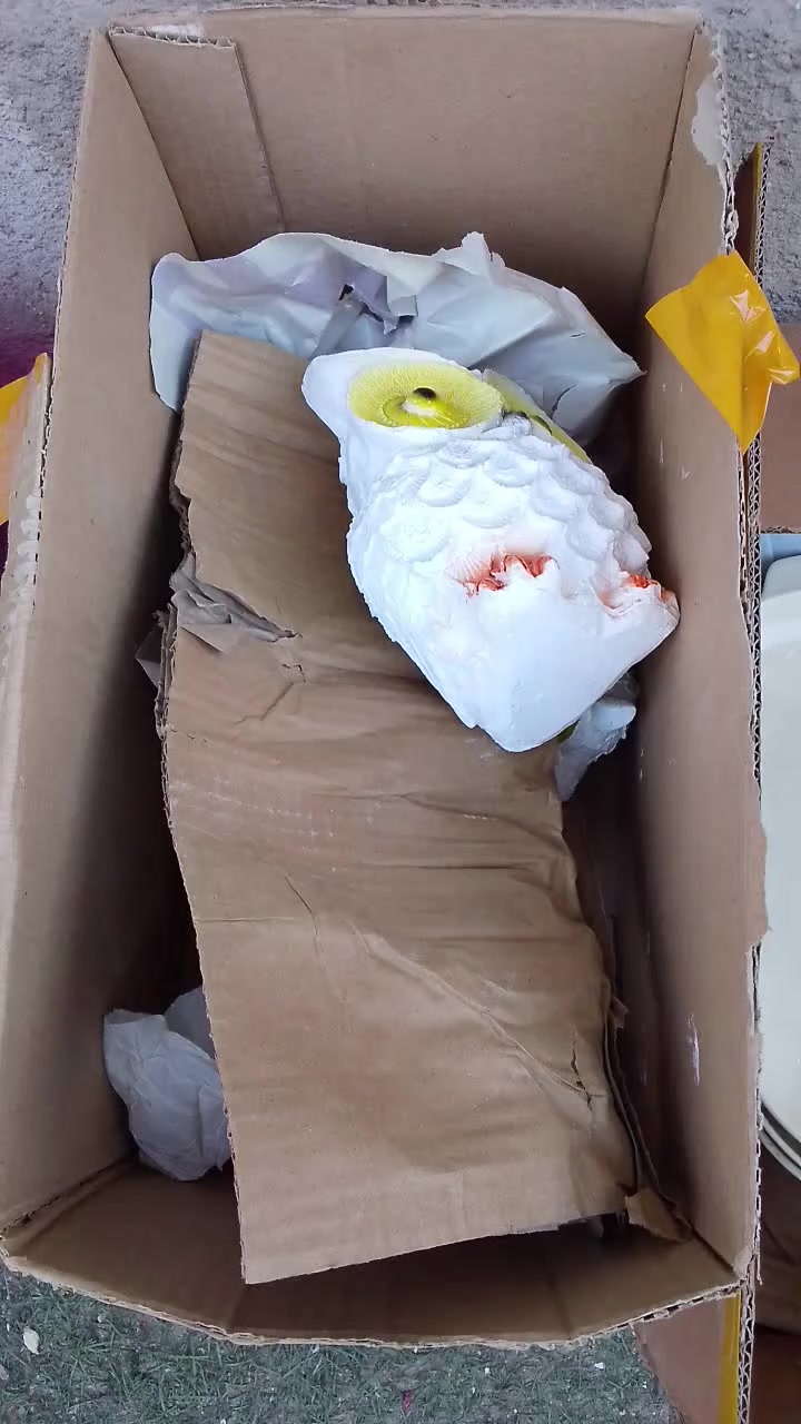 سلام عليكم عندي ذني للبيع وياهن بعد خير من الله الي يريدهن تفضل مكاني البياع الرساله الاولى مقابل العاب السيديه ***********
