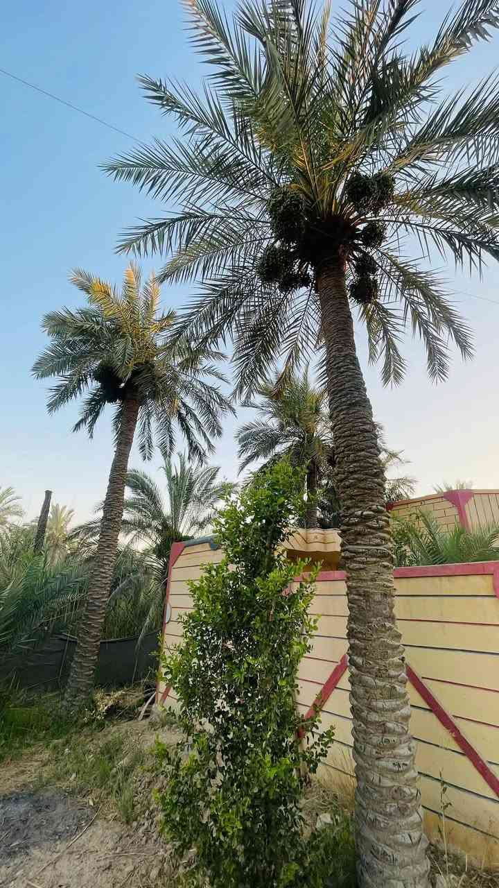 بيت زراعي للبيع مساحه 700 يحتوي ع ٣ غرف معه صالتين + دوانيه 11 متر ومطبخ كبير وصحيات خارجيه وداخلية معه نخل برحي وشويثي+ حديثه كبيره معه  كراج لسيارات وعدك مساحه فارغة تكدر اسويه بستان طريق سوق فضليه قرب شريف الرضي 
قريب ع شارع العام كلش موقع مميز سعر مناسب 70 وبي مجال ***********
