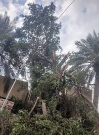 قطع الاشجار مجاني 07739761835 07813616497 بي واتساب