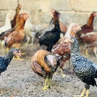 دجاج عرب • ديوك فقط • ٣٠ وحدة