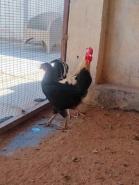 ديج • دجاجة • دجاج كويتي • ديج كويتي • ديج ودجاجة • دجاج للبيع • طيور ...